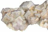 Purple Edge Fluorite Crystal Cluster - Qinglong Mine, China #205278-3